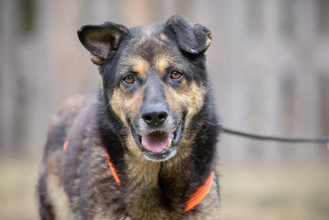 Baloo, male senior Mixed Breed for adoption at Wiener Tierschutzverein, Vienna