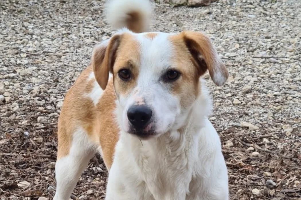 Tedy, Mixed Breed (Tierschutz Austria)