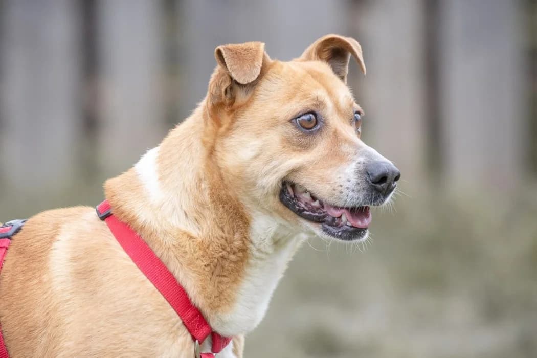 Kapibara, male young Mixed Breed for adoption at Wiener Tierschutzverein, Vienna