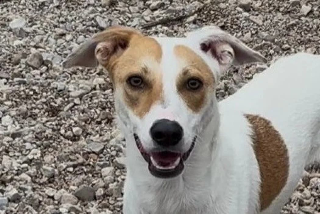 Sonia, female Mixed Breed for adoption at Wiener Tierschutzverein, Vienna
