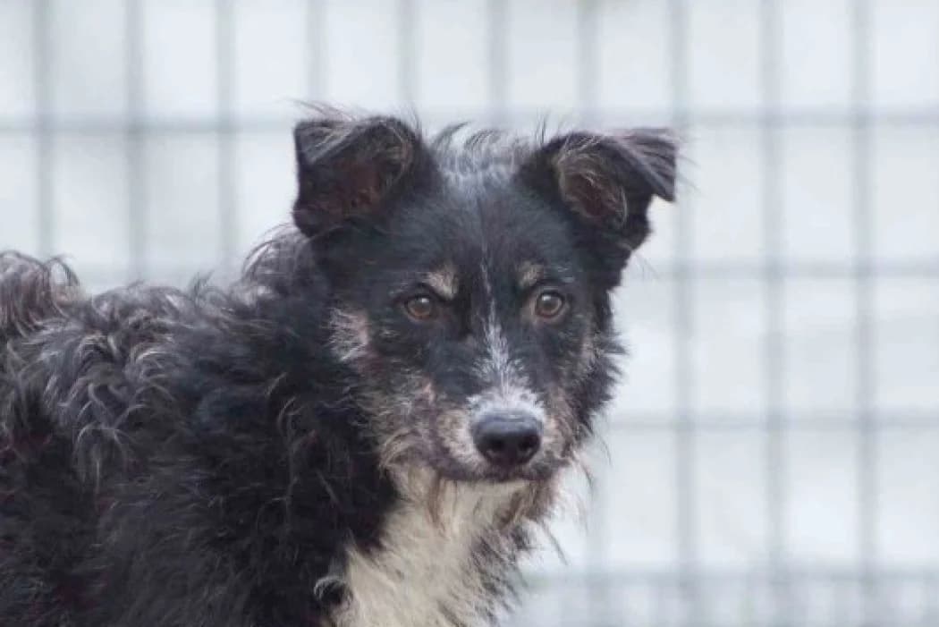 Arno, male Mixed Breed for adoption at Wiener Tierschutzverein, Vienna