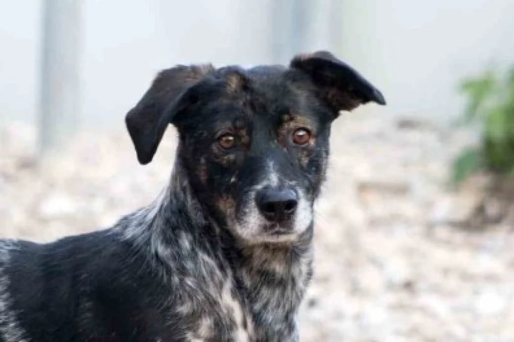 Jakobini, male senior Mixed Breed for adoption at Wiener Tierschutzverein, Vienna