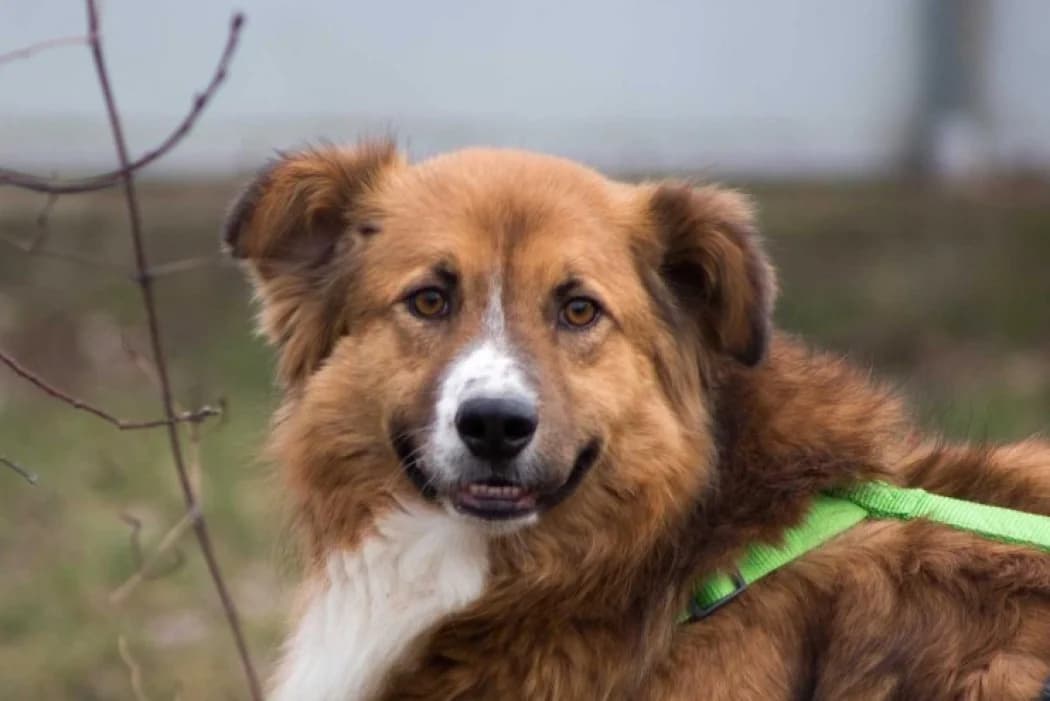 Fluffy, male Mixed Breed for adoption at Tierschutz Austria, Vienna