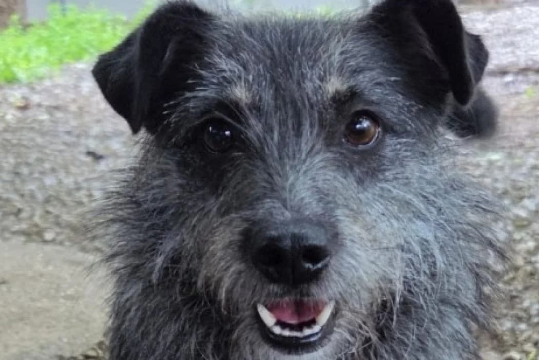 Tilda, Mixed Breed (Tierschutz Austria)