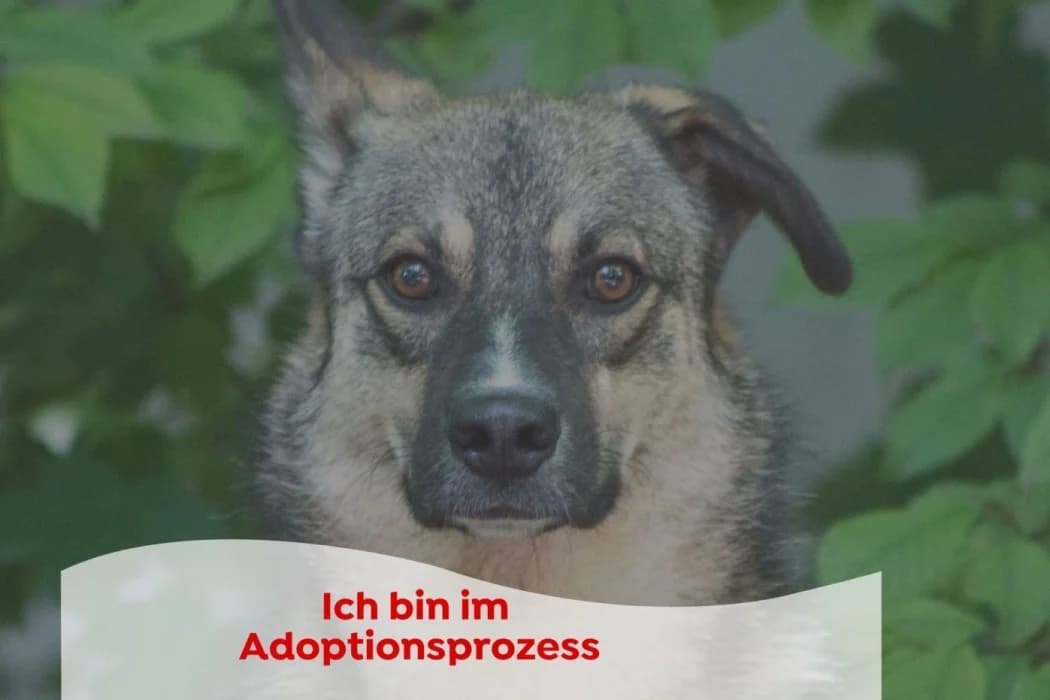 Chelsea, Mixed Breed (Tierschutz Austria)