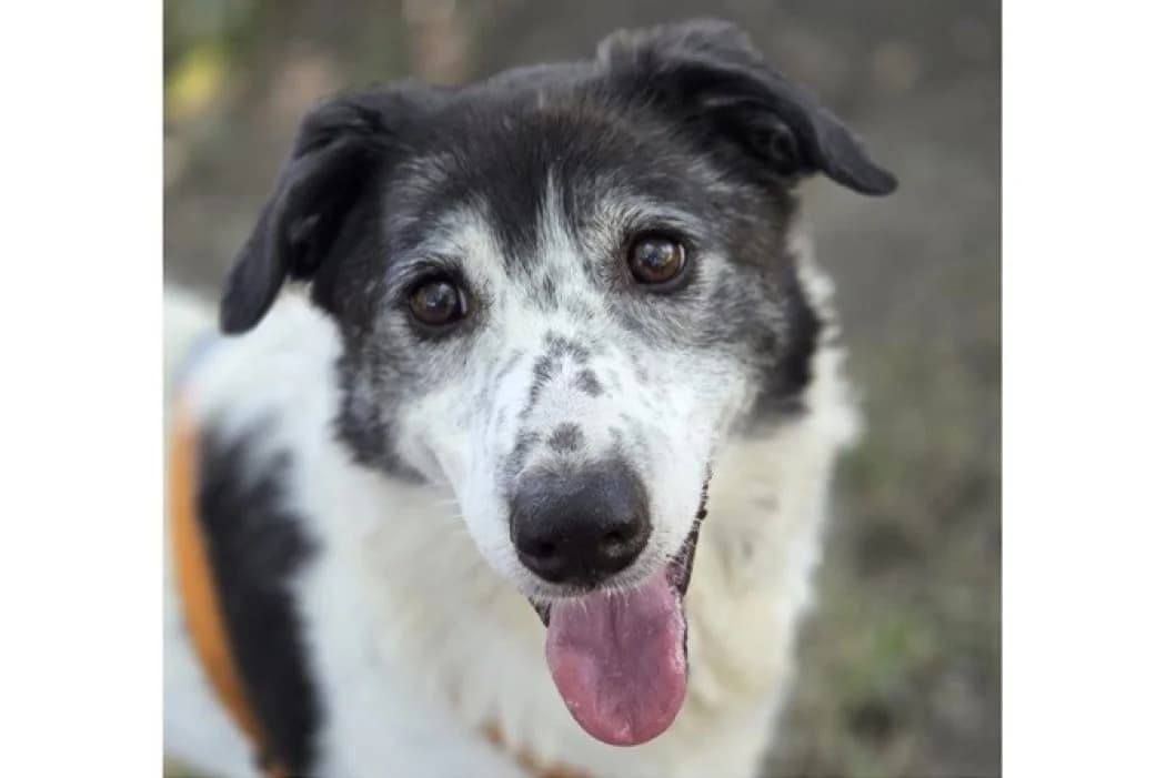 Dora, Mixed Breed (Tierschutz Austria)