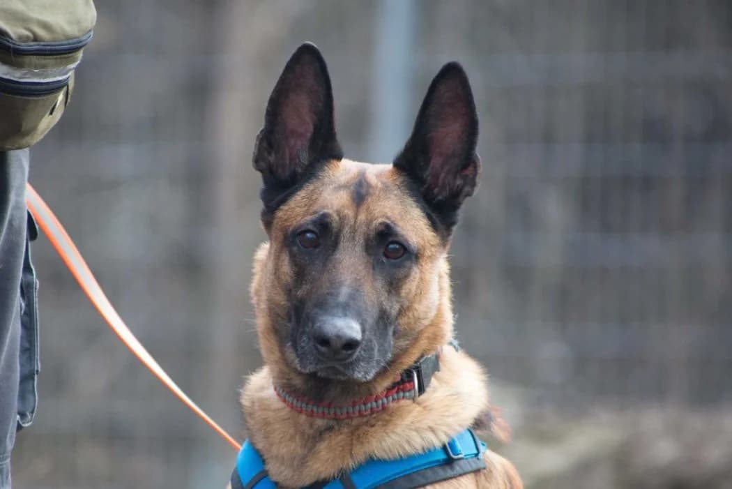 Cato, male 6yo Mixed Breed for adoption at Wiener Tierschutzverein, Vienna