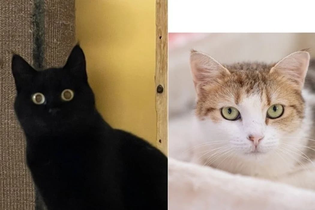 Luni + Samantha, schwarz female 5yo Domestic Shorthair for adoption at Wiener Tierschutzverein, Vienna