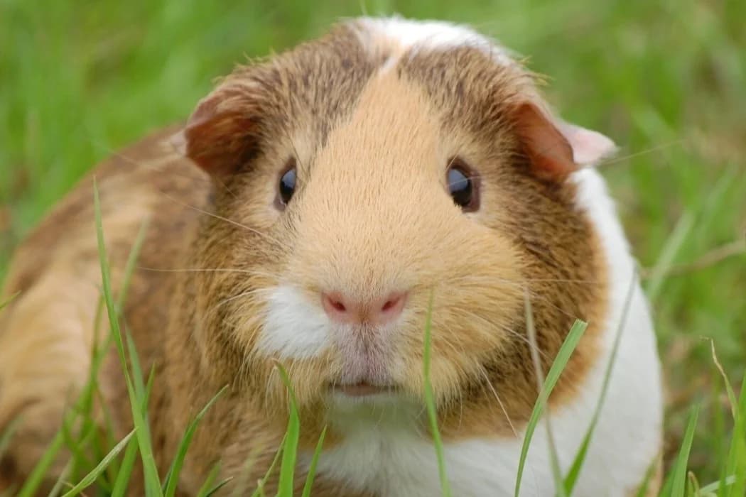 Meerschweinchen,  Guinea Pig for adoption at Tierschutz Austria, Vienna