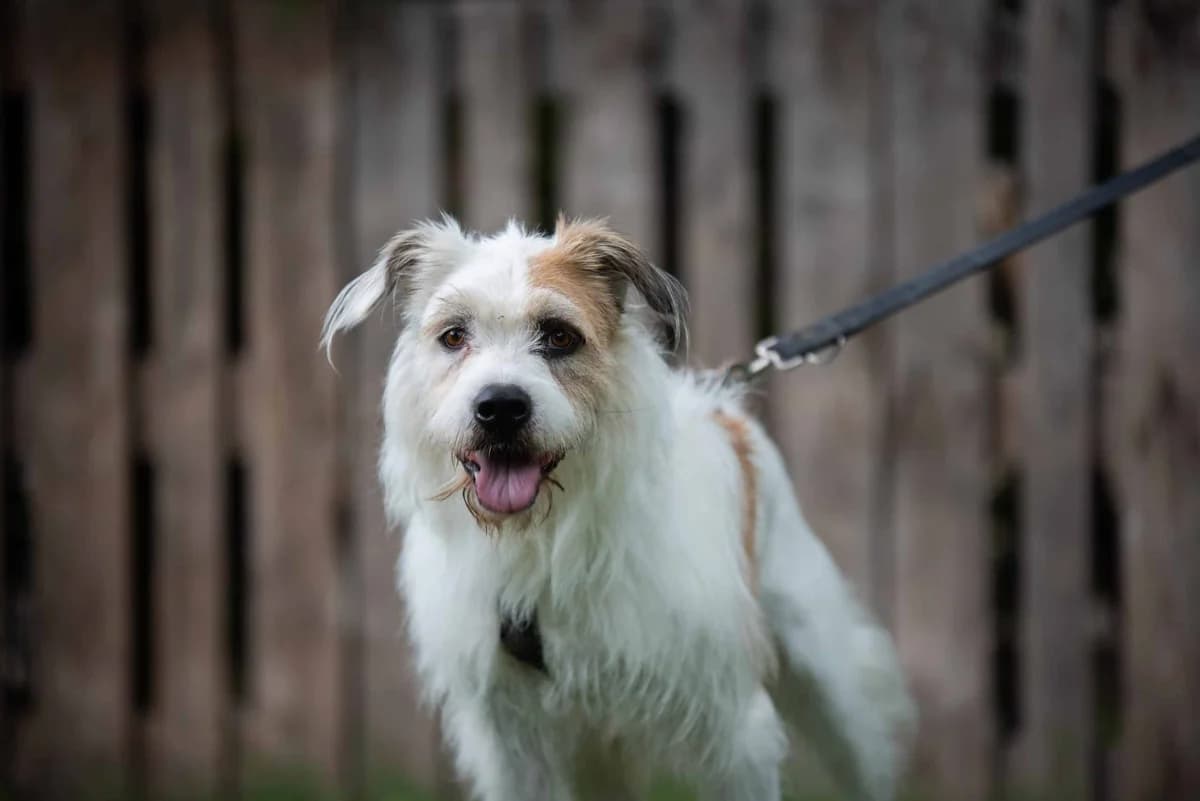 Rugo, Mixed Breed (Tierschutz Austria)