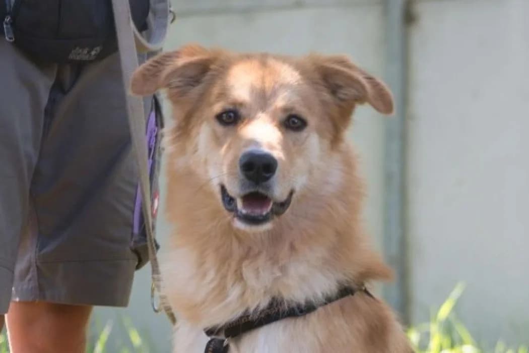Brösel, male 3yo Mixed Breed for adoption at Tierschutz Austria, Vienna