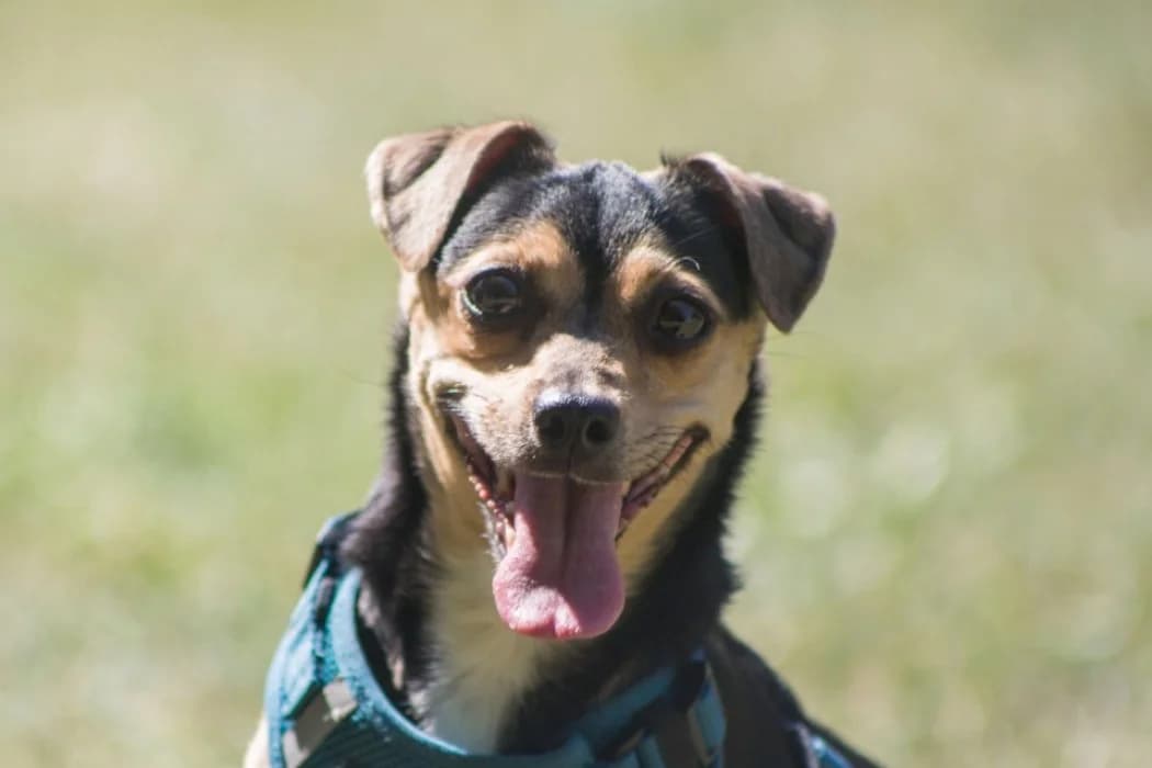 Piri, female Mixed Breed for adoption at Tierschutz Austria, Vienna