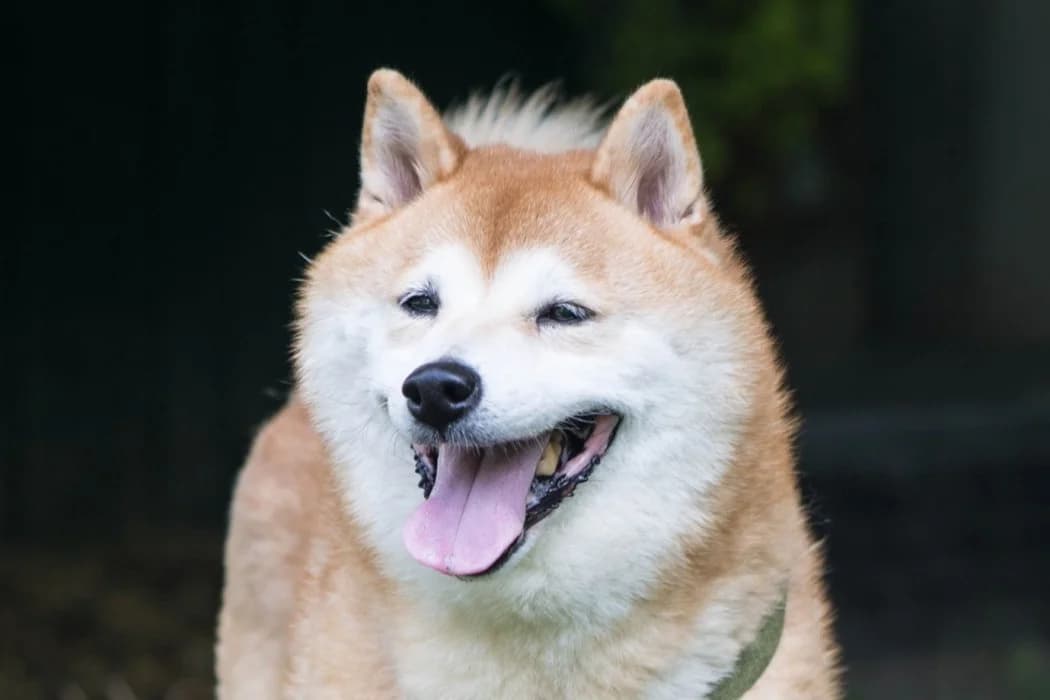 Yoshi, Mixed Breed (Tierschutz Austria)