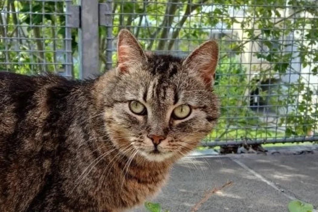 Lola, female senior Mixed Breed Cat for adoption at Wiener Tierschutzverein, Vienna