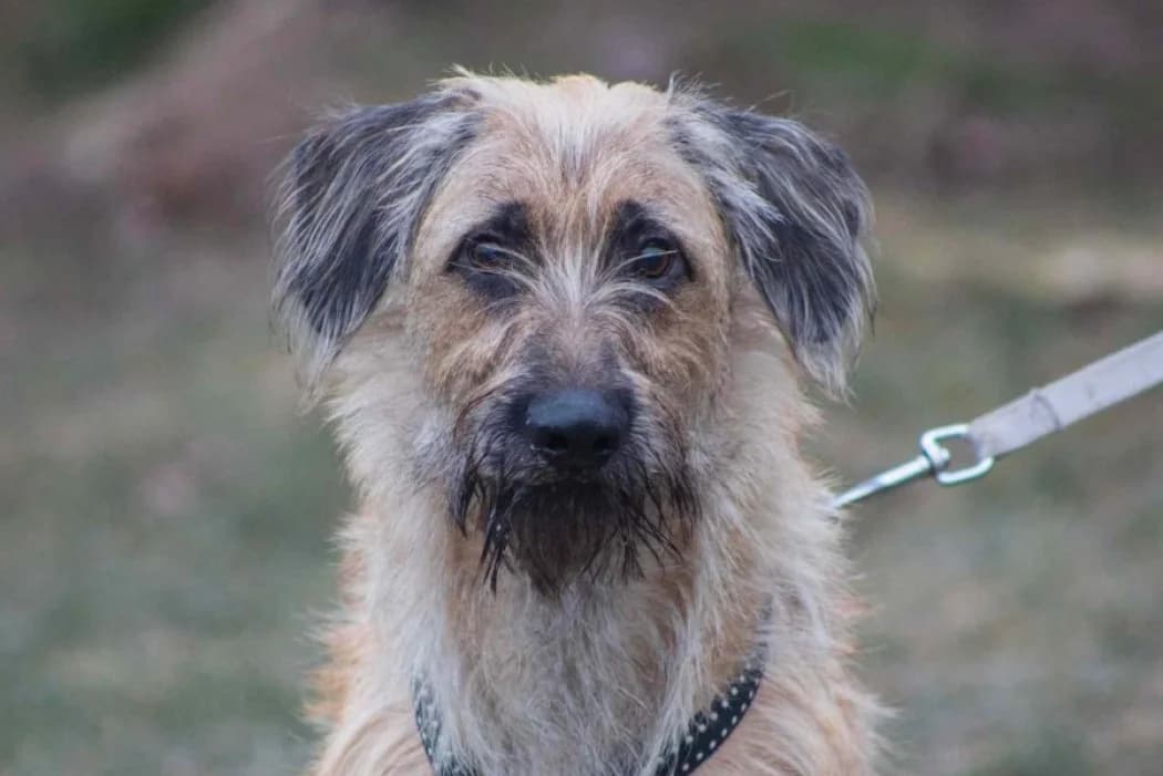 Shorty, male young Mixed Breed for adoption at Tierschutz Austria, Vienna