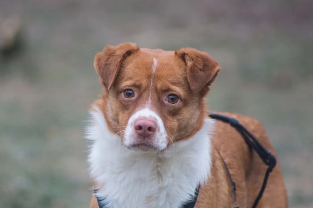 Pino, Mixed Breed (Tierschutz Austria)