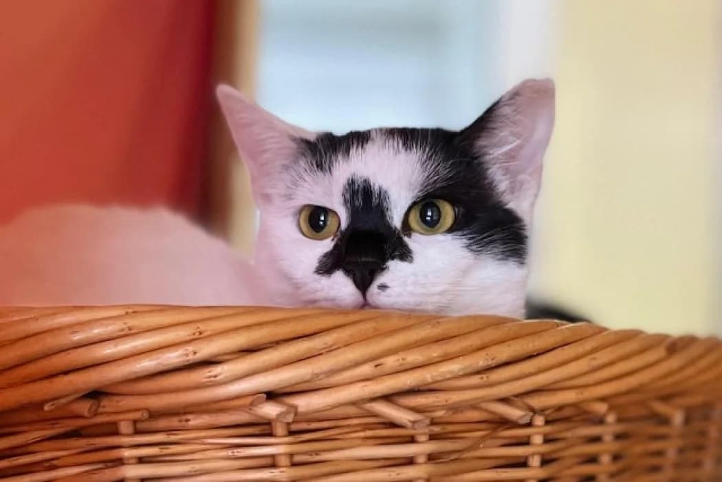 Missy + Freunde, female young Mixed Breed Cat for adoption at Wiener Tierschutzverein, Vienna