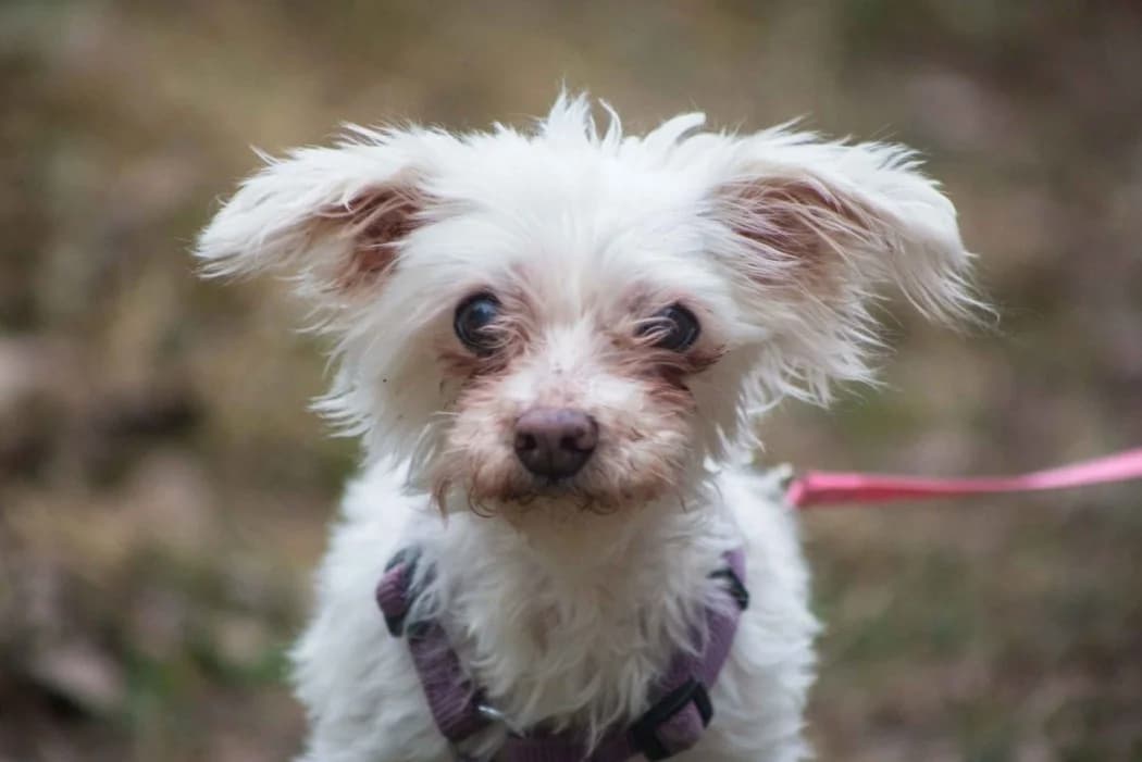 Cindy, female senior Maltese for adoption at Wiener Tierschutzverein, Vienna