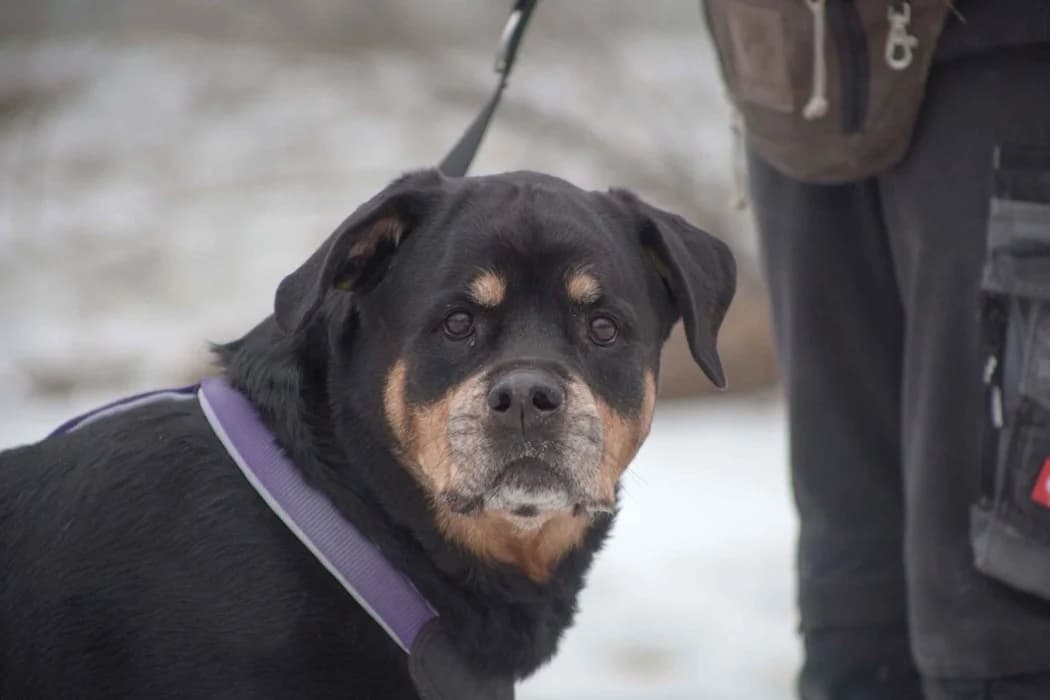 Enya, male senior Rottweiler for adoption at Wiener Tierschutzverein, Vienna