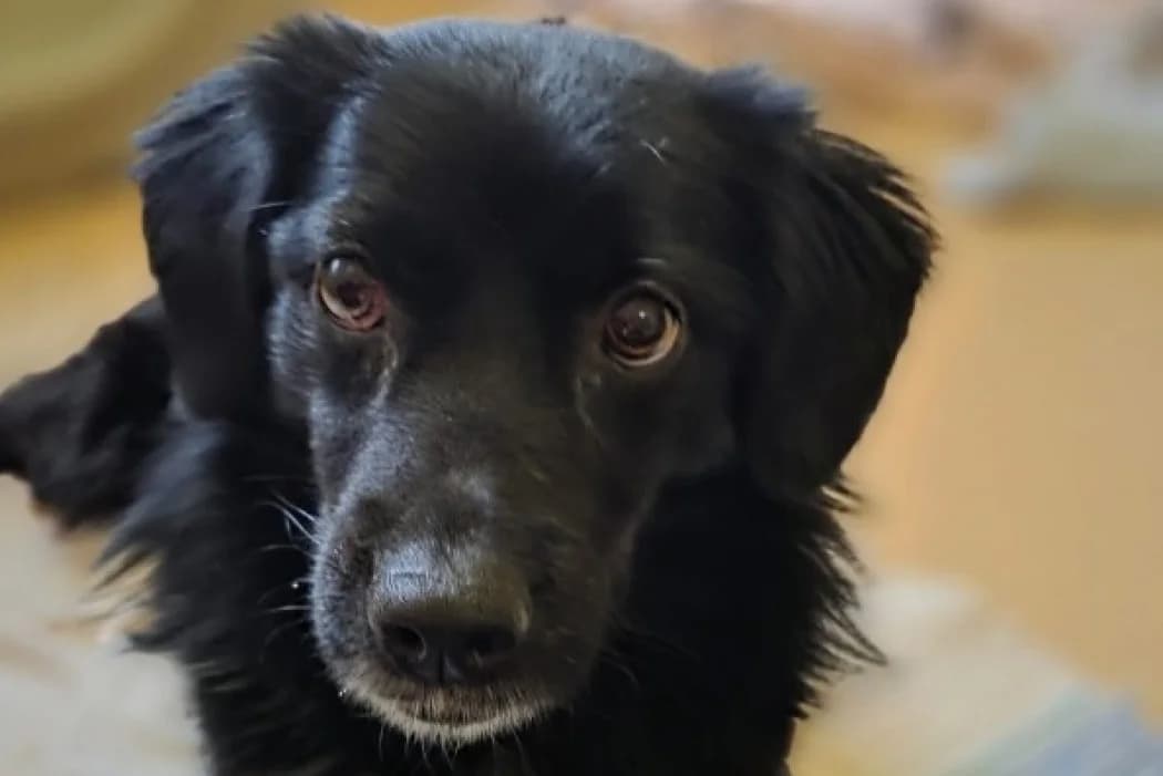 Amalia, female young Mixed Breed for adoption at Wiener Tierschutzverein, Vienna
