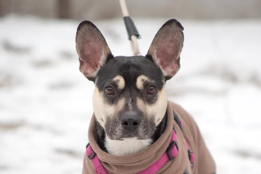 Kylo, male 4yo French Bulldog for adoption at Tierschutz Austria, Vienna