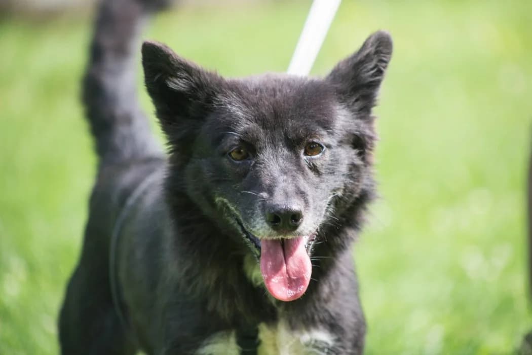 Dona, female young Mixed Breed for adoption at Tierschutz Austria, Vienna