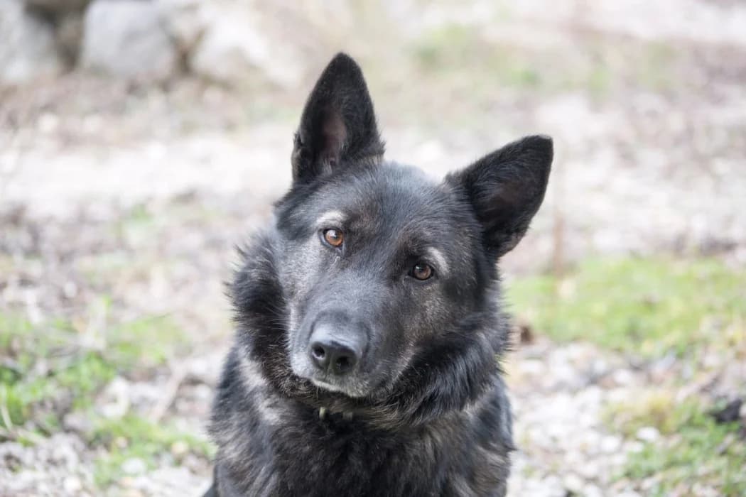 Nanda, Mixed Breed (Tierschutz Austria)