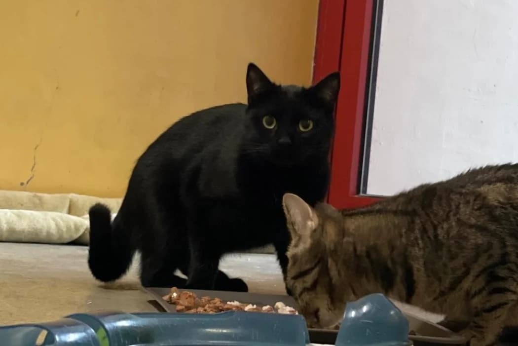 Ben, male young Domestic Shorthair for adoption at Wiener Tierschutzverein, Vienna