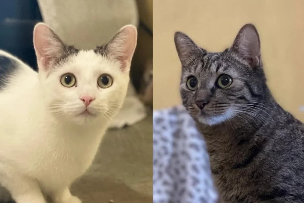 Paul + Emil, getigert male young Domestic Shorthair for adoption at Wiener Tierschutzverein, Vienna