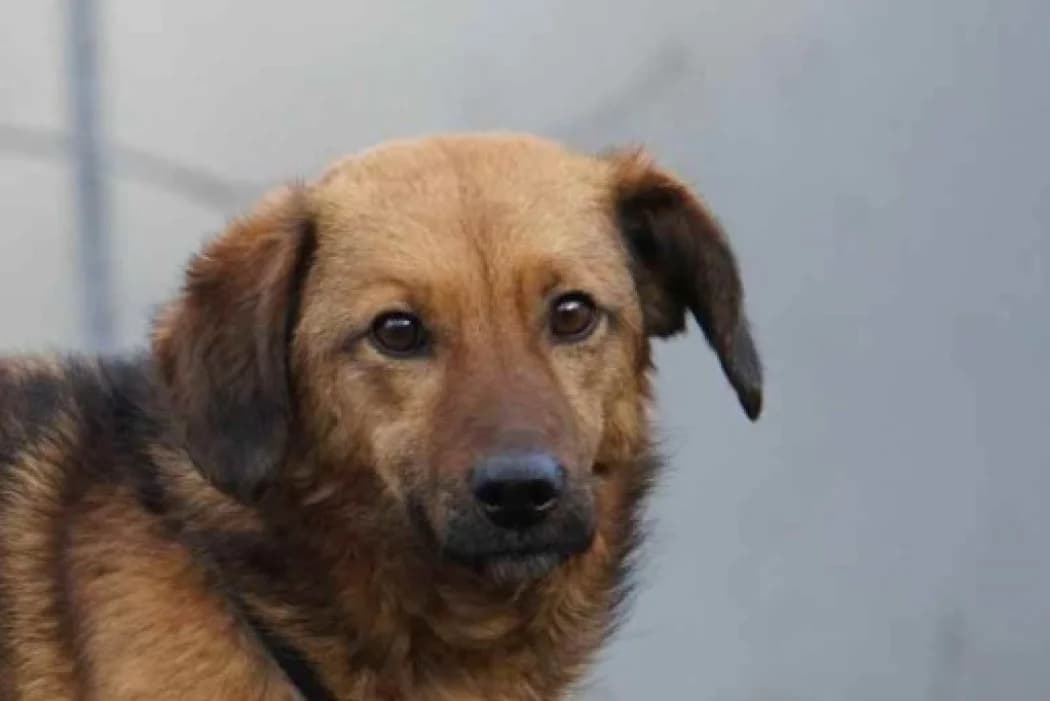 Bruno, Mixed Breed (Tierschutz Austria)