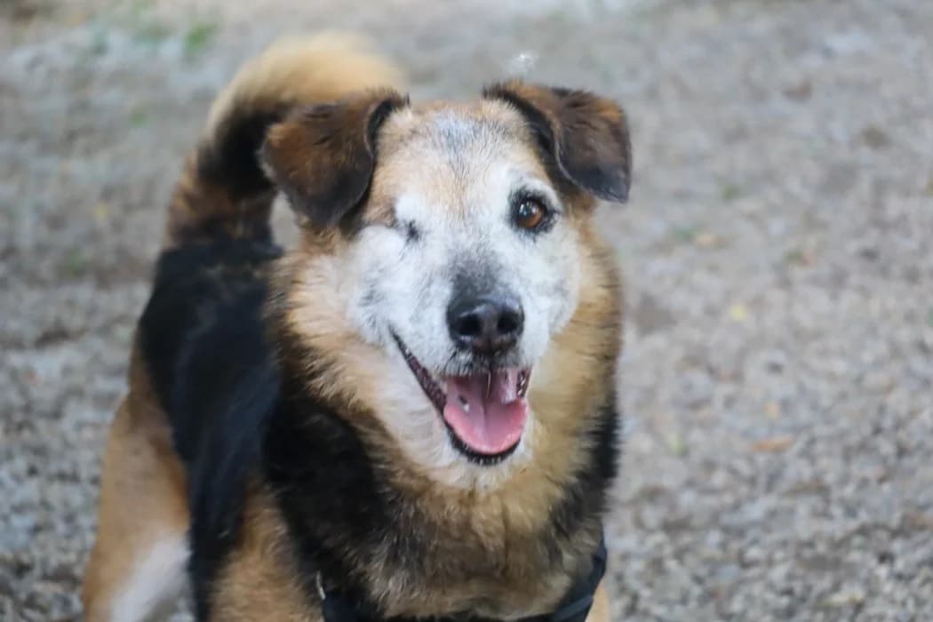 Lucky, male Mixed Breed for adoption at Tierschutz Austria, Vienna