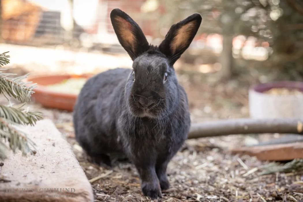 Kaninchen,  Mixed Breed for adoption at Tierschutz Austria, Vienna