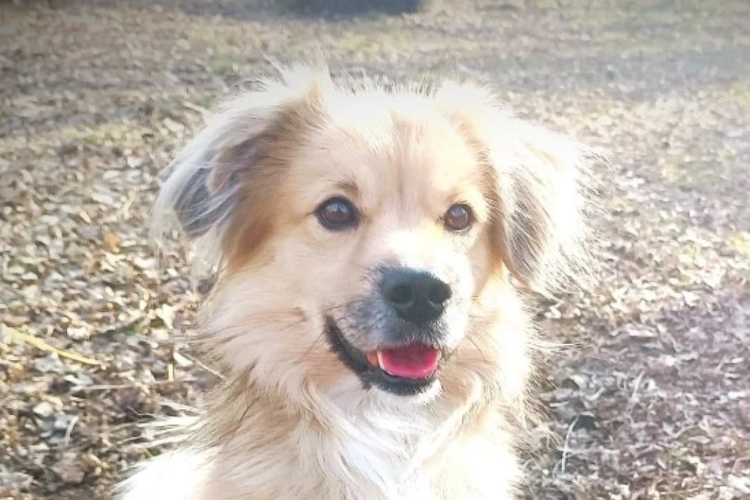 Timmi, male 4yo Mixed Breed for adoption at Tierschutz Austria, Vienna