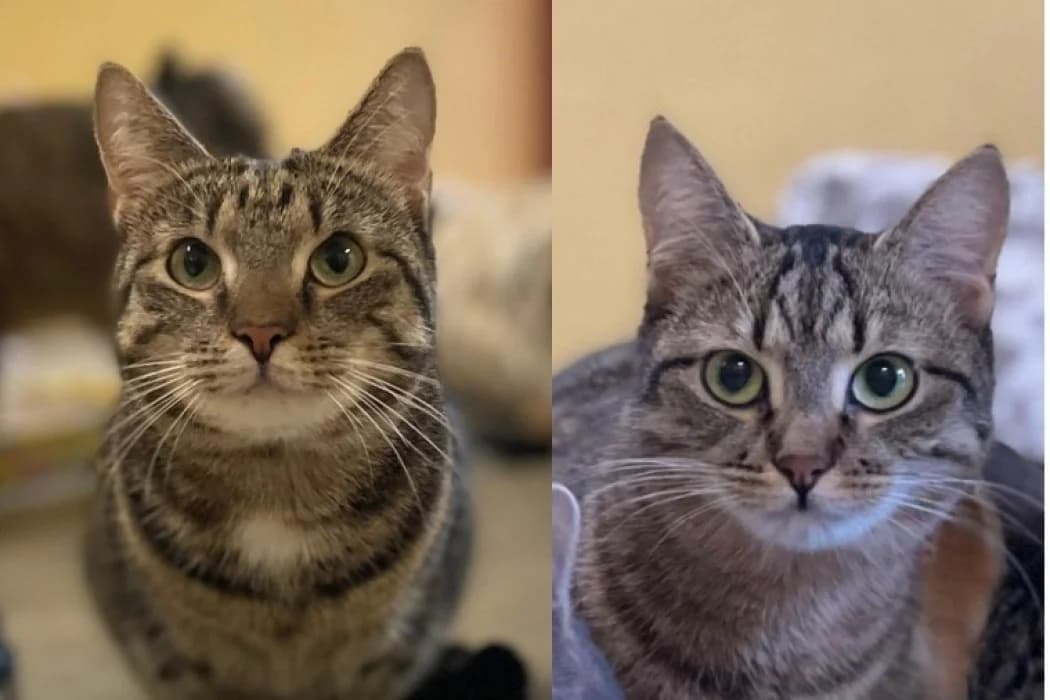 Pheobe+Charl, female Mixed Breed Cat for adoption at Tierschutz Austria, Vienna