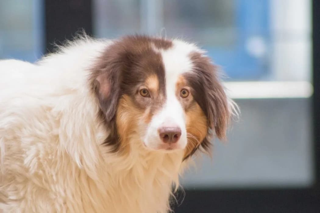 Bruna, female Mixed Breed for adoption at Wiener Tierschutzverein