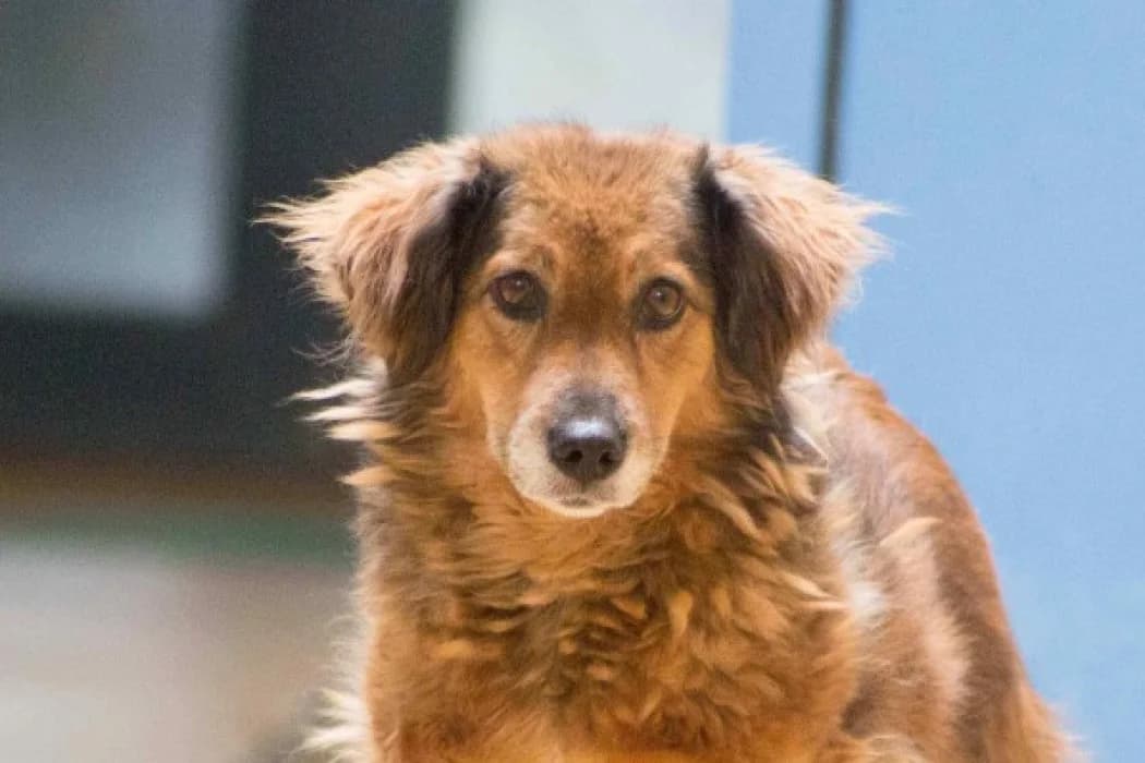 Pauli, male Mixed Breed for adoption at Wiener Tierschutzverein