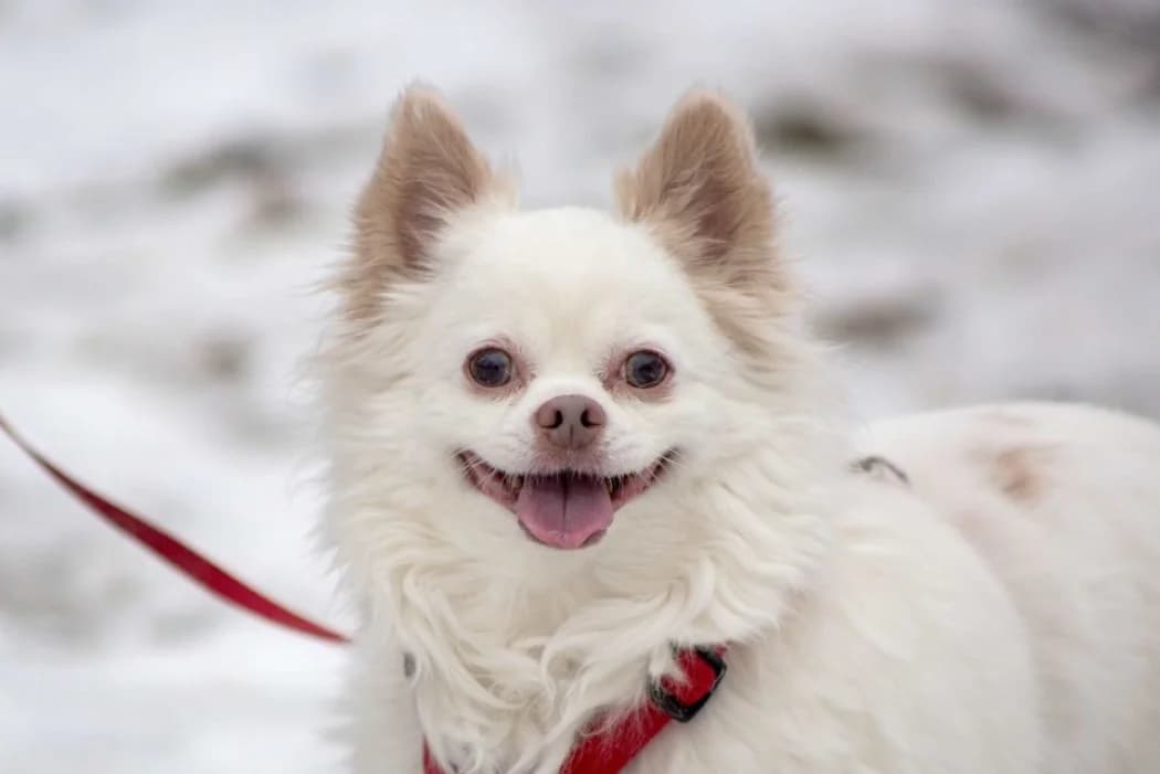 Dolce, male senior Chihuahua for adoption at Wiener Tierschutzverein, Vienna