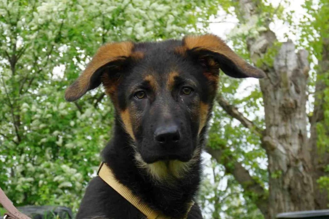 Frodo, male young Mixed Breed for adoption at Tierschutz Austria, Vienna