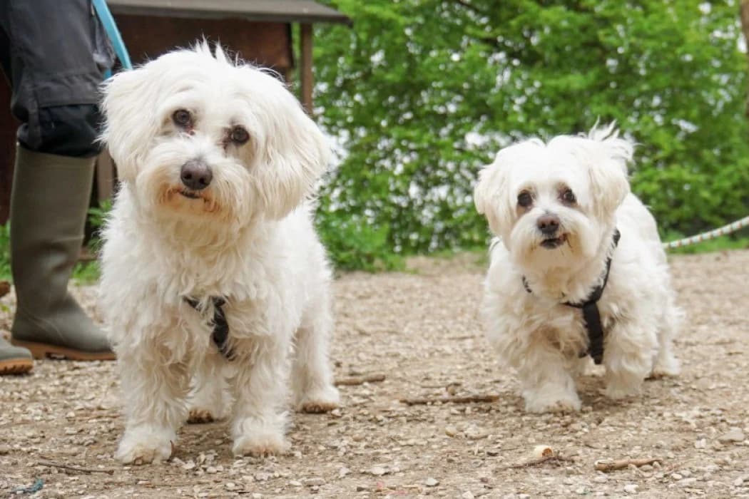 Frederik+Socker, male Maltese for adoption at Tierschutz Austria, Vienna