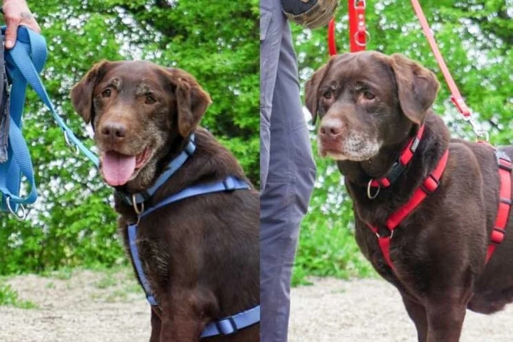 Dotty+Jolie, female senior Labrador Retriever for adoption at Wiener Tierschutzverein, Vienna