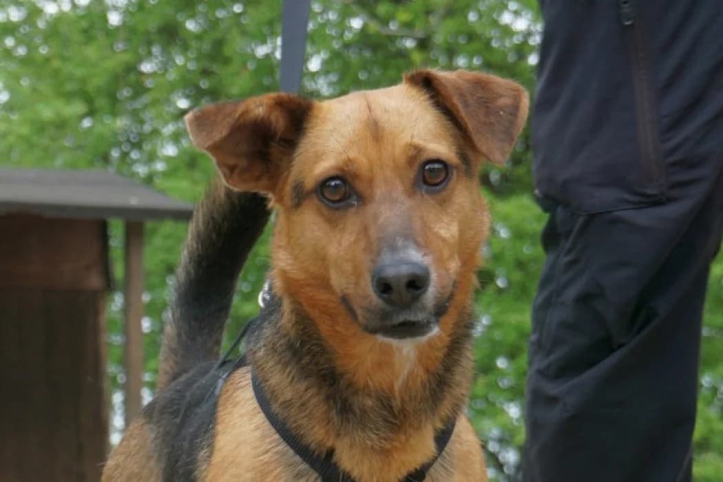 Hendri, male Mixed Breed for adoption at Tierschutz Austria, Vienna