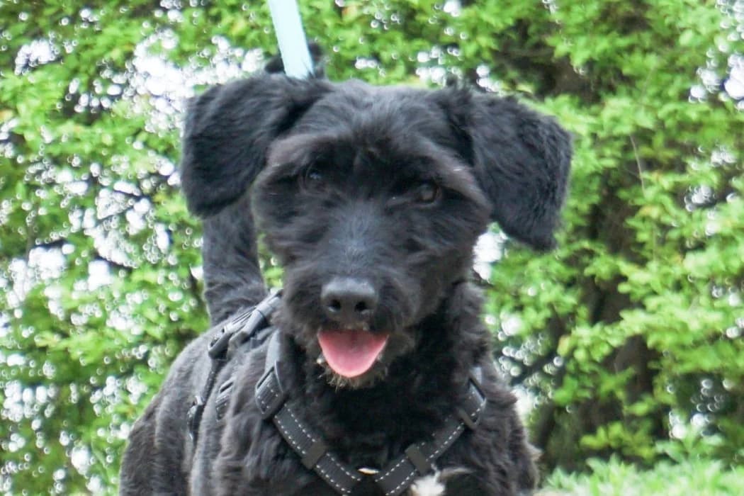 Nazar, Mixed Breed (Wiener Tierschutzverein)
