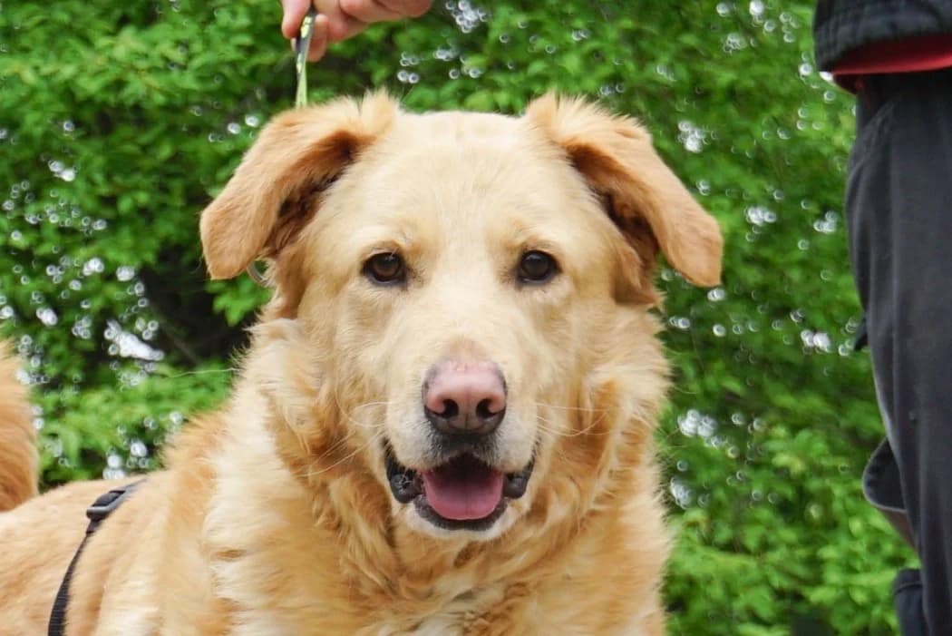 Oziris, male 4yo Mixed Breed for adoption at Tierschutz Austria, Vienna