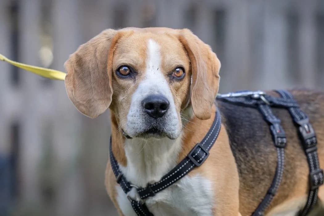 Luka, male senior Beagle for adoption at Tierschutz Austria, Vienna