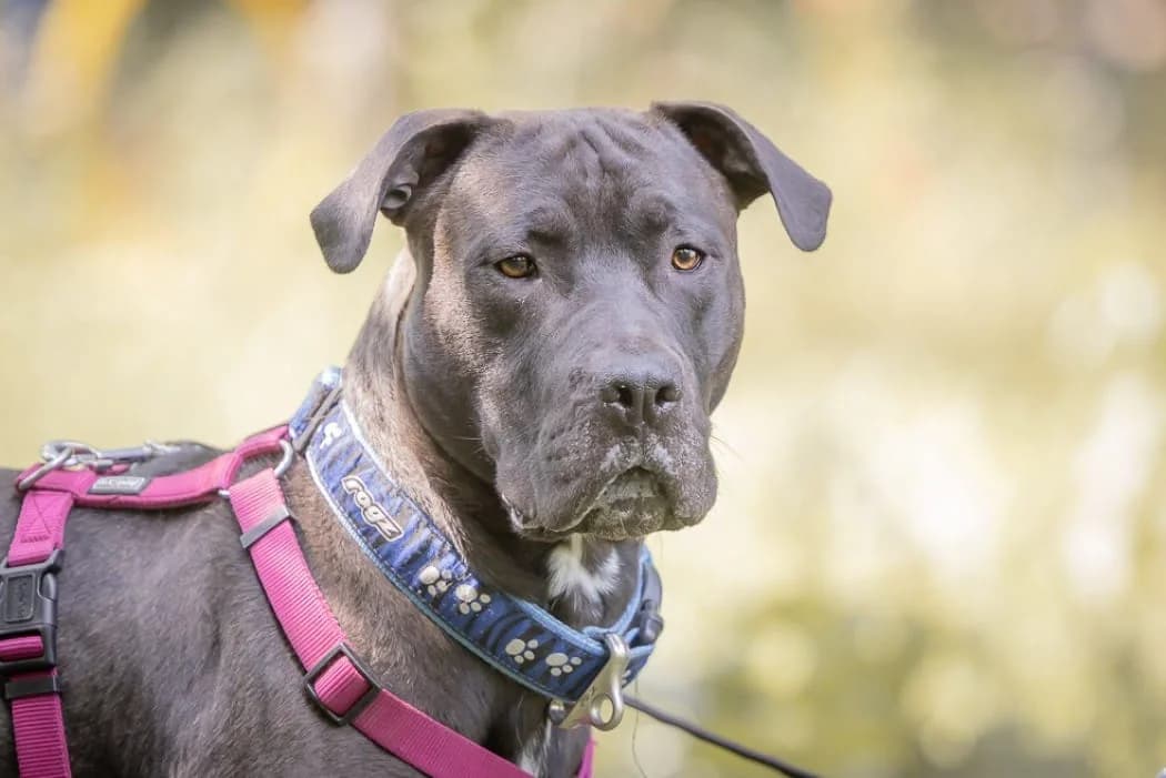 Schurli, male 4yo Mixed Breed for adoption at Tierschutz Austria, Vienna