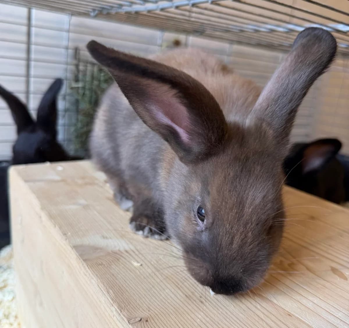 Tom 24523 & Jerry, dunkelbraun male mixed breed for adoption at Landestierschutzverein Steiermark, Graz