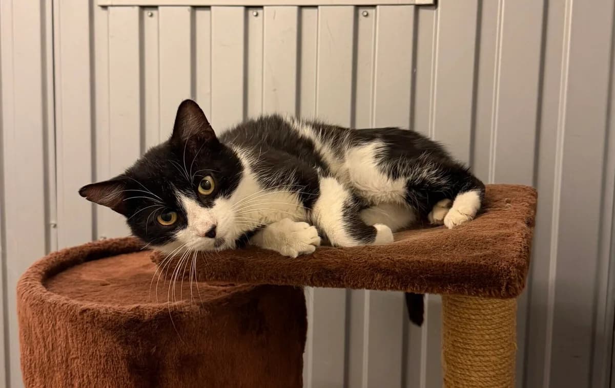 Mystery, male European Shorthair for adoption at Landestierschutzverein Steiermark, Graz