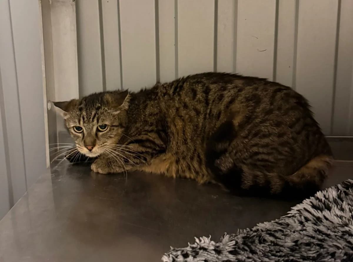Tona,  European Shorthair for adoption at Landestierschutzverein Steiermark, Graz