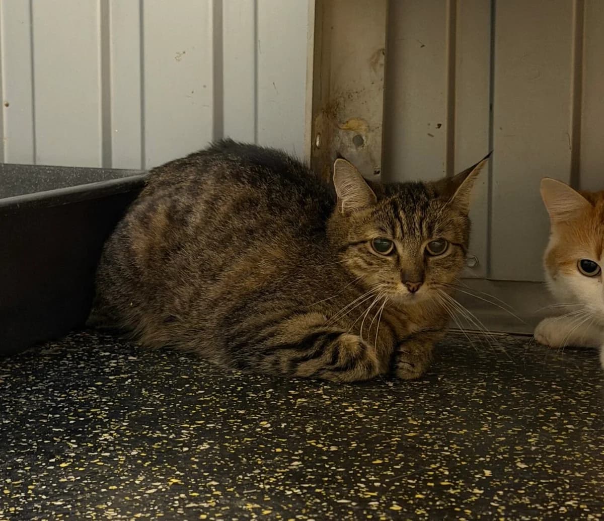 Wilma,  European Shorthair for adoption at Landestierschutzverein Steiermark, Graz