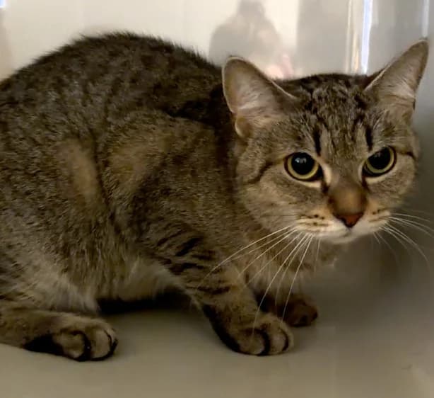 Minou, female Mixed Breed Cat for adoption at Landestierschutzverein Steiermark, Graz